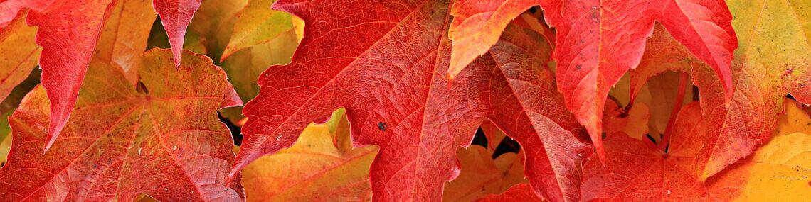 Herfst, een voorstelling over afscheid