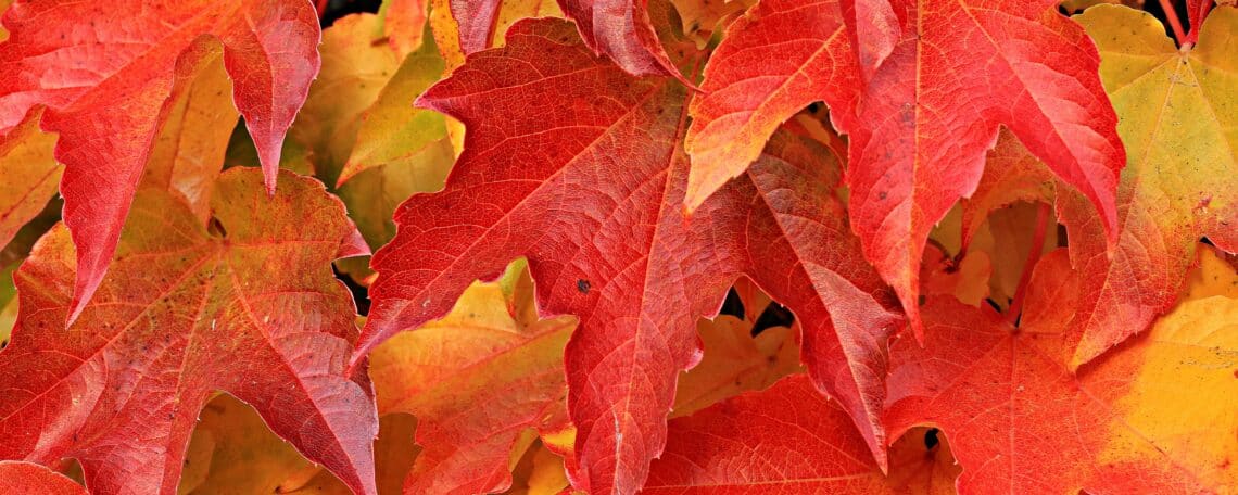 Herfst, een voorstelling over afscheid